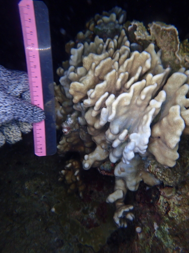blue coral
