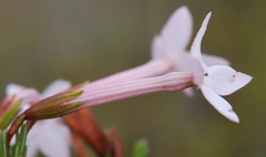 Erica jasminiflora