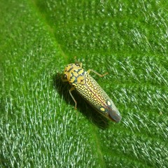 Parathona gratiosa