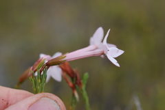 Erica jasminiflora