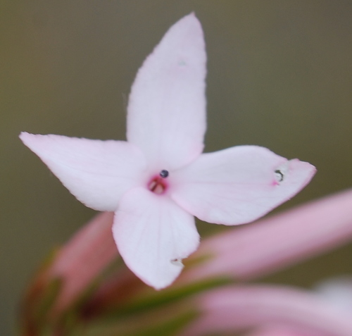 Image of Erica jasminiflora by (c) Charles Stirton, some rights reserved (CC BY-SA)
