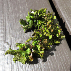 Tuckermanopsis americana