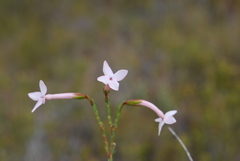 Erica jasminiflora