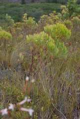Erica jasminiflora