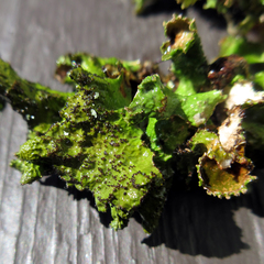 Tuckermanopsis americana