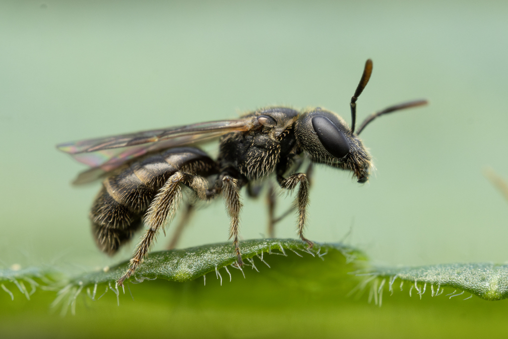 Lasioglossum glabriusculum