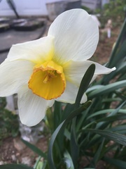 Narcissus poeticus
