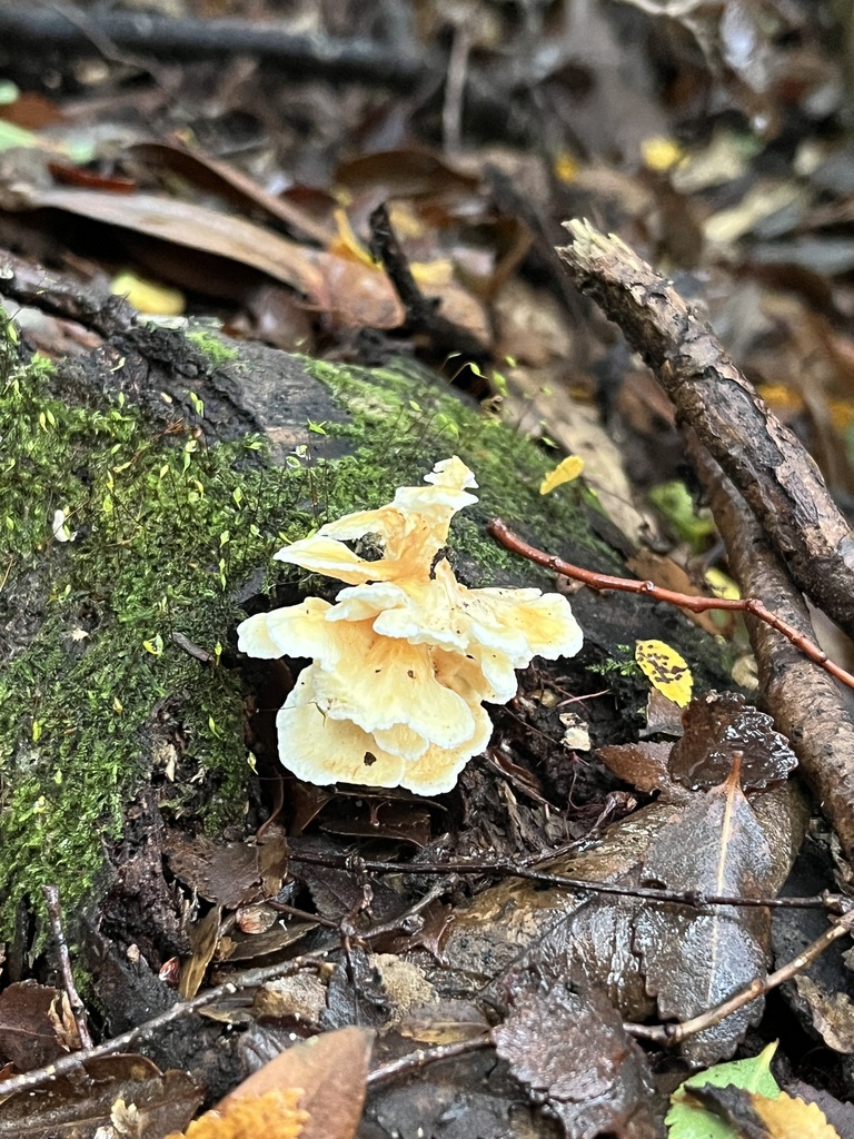 Podoserpula aliweni