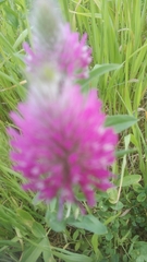 Trifolium purpureum
