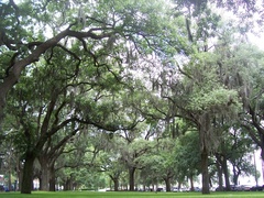 Tillandsia usneoides