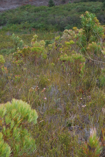 Image of Erica jasminiflora by (c) Charles Stirton, some rights reserved (CC BY-SA)