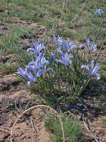 Iris tenuifolia, photograph 2