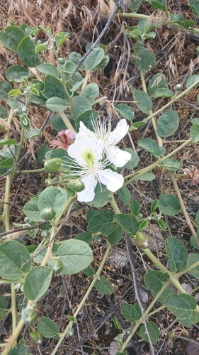 Caper Bush