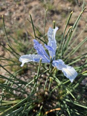 Iris tenuifolia, photograph (c) Yeskendir Satekov, some rights reserved (CC BY)