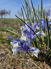 Iris tenuifolia