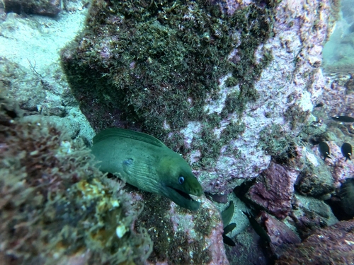 Green Moray Eel