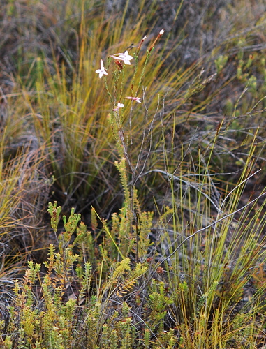 Image of Erica jasminiflora by (c) Charles Stirton, some rights reserved (CC BY-SA)