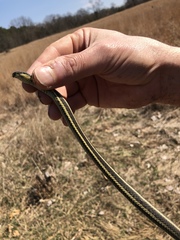 Thamnophis butleri
