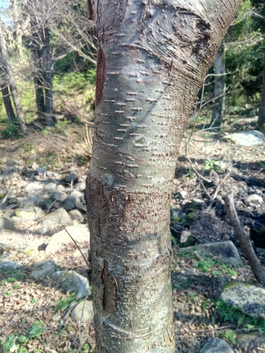 Alnus glutinosa image