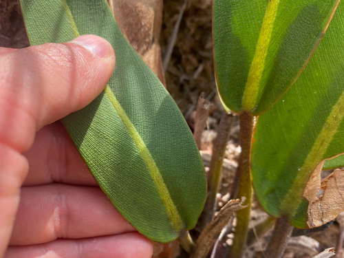 Philodendron callosum, photograph 2