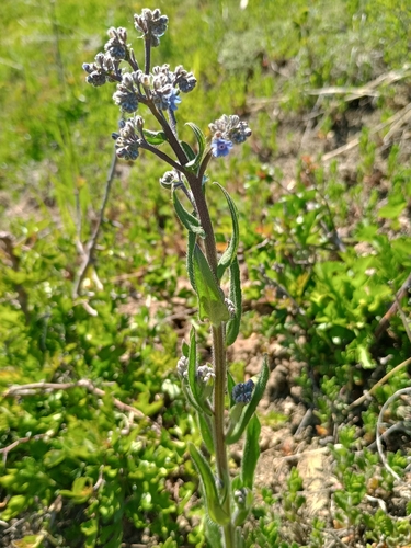 False Alkanet