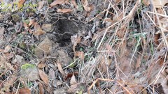 Hynobius unisacculus