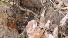 Hynobius unisacculus