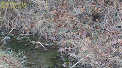 Hynobius unisacculus