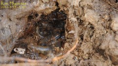 Hynobius unisacculus