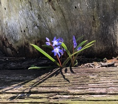 Scilla luciliae