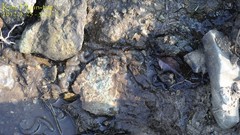 Hynobius unisacculus