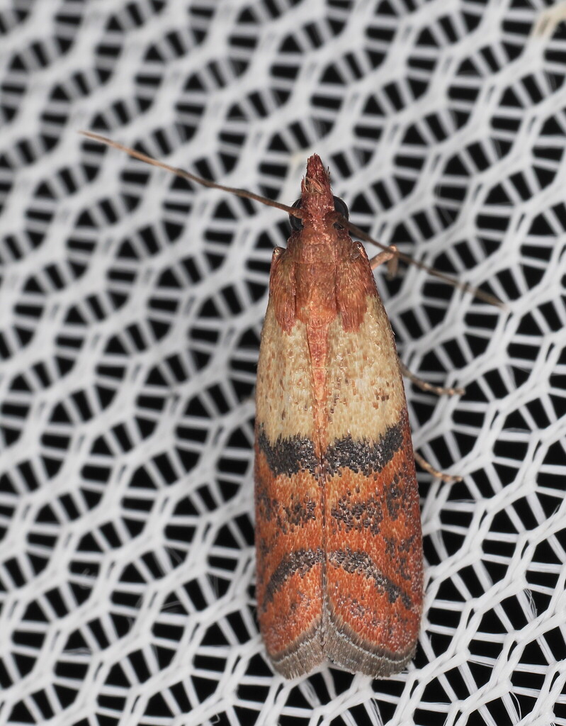 Indian Meal Moth