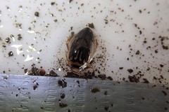 Coptotomus longulus