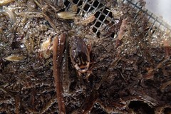 Coptotomus longulus