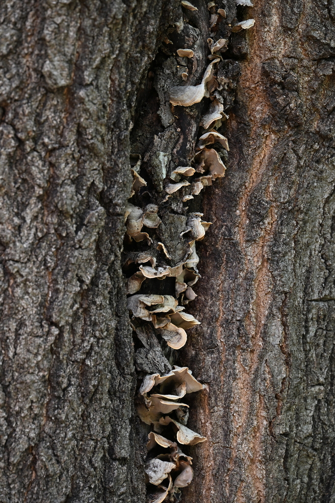 Stereum fasciatum · April 2026 · photo: © vince13 (iNaturalist, cc0)