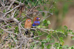 Granatina ianthinogaster
