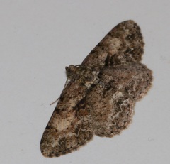 Psilalcis galsworthyi
