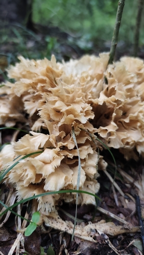 poretooth rosette