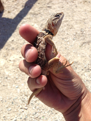 Crotaphytus vestigium