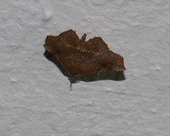 Throana pectinifer