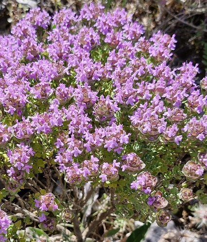 Thymus camphoratus, photograph 3