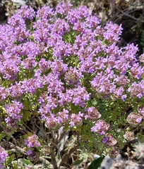 (c) ahabo, some rights reserved (CC BY) Thymus camphoratus, photograph (c) ahabo, some rights reserved (CC BY)