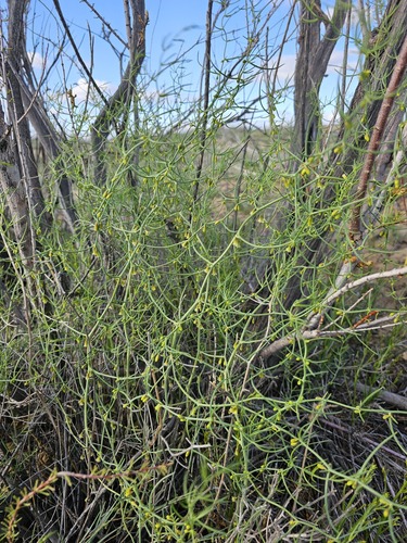 Asparagus persicus