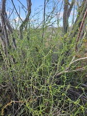 Asparagus persicus