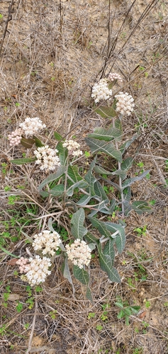 Asclepias humistrata image