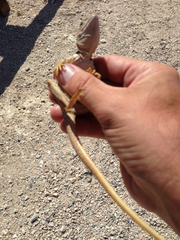 Crotaphytus vestigium