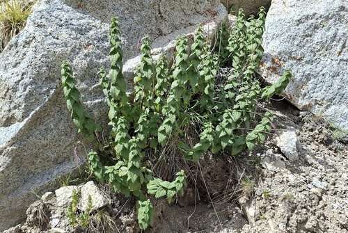 Urtica hyperborea (Urtica hyperborea)