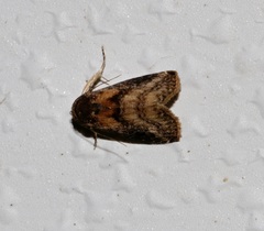 Rivula sordida