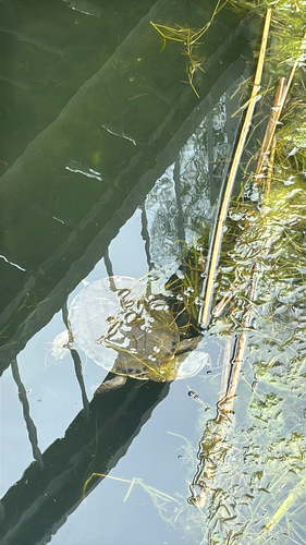 Phrynops hilarii