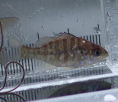 Lepomis gibbosus